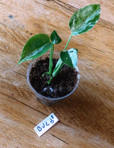 Monstera bulbasaur rare - monstera,