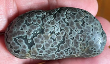 Variolite 47 mm roche