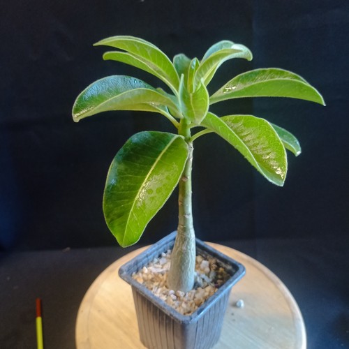Pachypodium decaryi caudex - caudex,