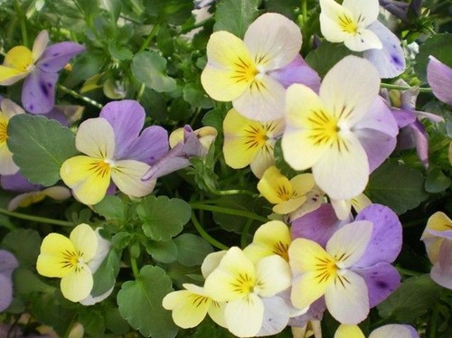 Violette cornue mauve - ♫, 'mauve