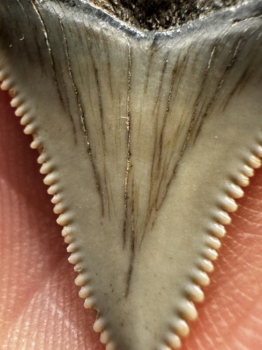 Angustidens shark tooth - angustidens,