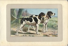Antique Print DOG GASCON SAINTONGEOIS 1907 Old Antique Print Dog