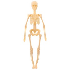  Modèle de squelette, modèle de corps humain, figurine d'action, squelette