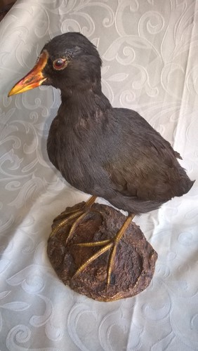 Poule eau gallinule - d'eau,,