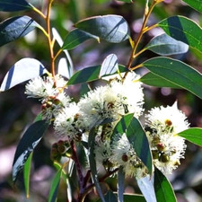 Huile Essentielle Eucalyptus