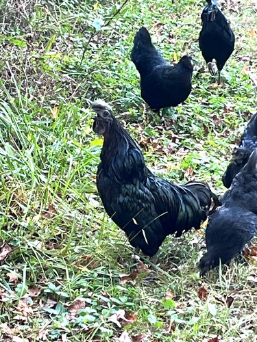 Fertilized - cemani),