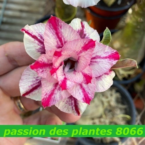 Adenium obesum 8066 graines - 8066, (5