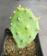 CACTUS   OPUNTIA 