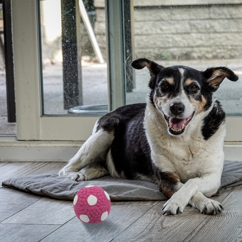 Jouet interactif pour chien - pour,