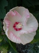 ♫ HIBISCUS des Marais -Hibiscus Palustris ♫ Graines ♫ Plante Aquatique du Bassin