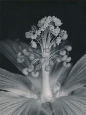 Mesembryanthemum Flower Plant Photo Photography Noailles Macro