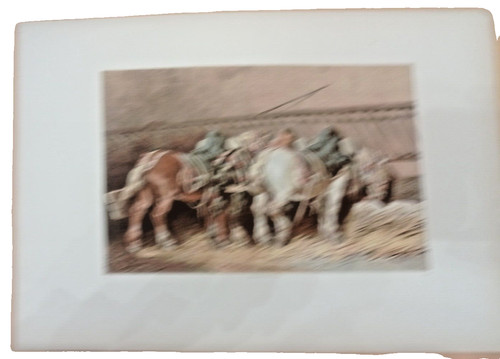 Chevaux trait - de,