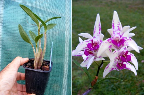 Dendrobium cobber - dendrobium,
