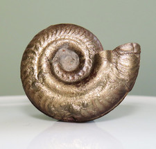 Fossile d'ammonite en pyrite -