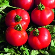 Lot De 10 Graines De Tomates