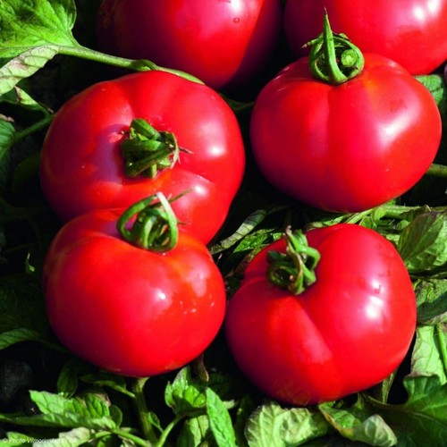 Lot graines de tomates - graines,