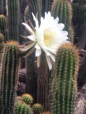 Echinopsis spachiana Golden Torch Cactus 20" Cutting Big White Flowers FAST SHIP