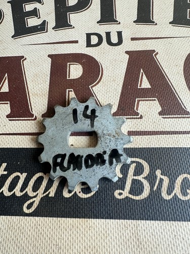 Nos pignon dents flandria - pignon,