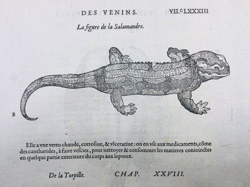 Salamandre 1585 raie torpille - salamandre,