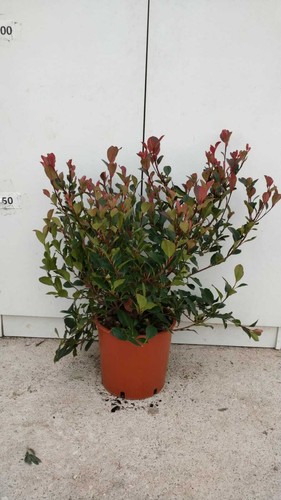 Plante photinia fraseri nana - plante,