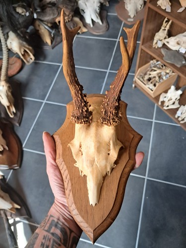 Trophée chevreuil sur - trophée,