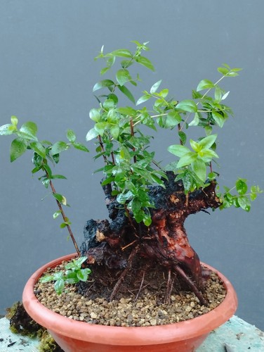 Bonsaï myrte cm en - x,