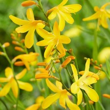 10 bulbes Crocosmia 'George