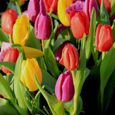 8 bulbes de Tulipes Triumph en