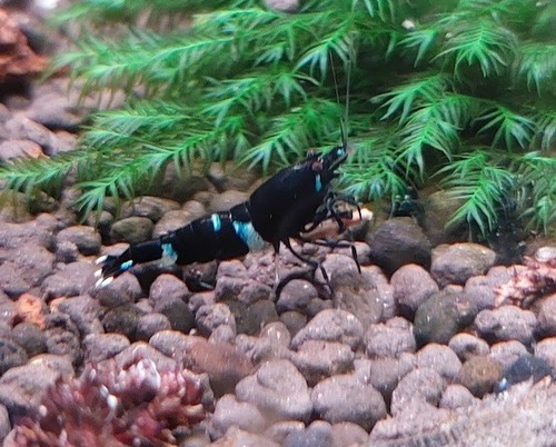 Crevettes caridina black king - caridina,