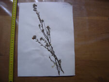 Annees 50 PLANCHE d'HERBIER du Gard Herbarium Planche Naturelle 49