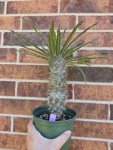 Pachypodium geayi rare - pachypodium,