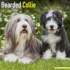 Calendrier 2018 - BEARDED COLLIE