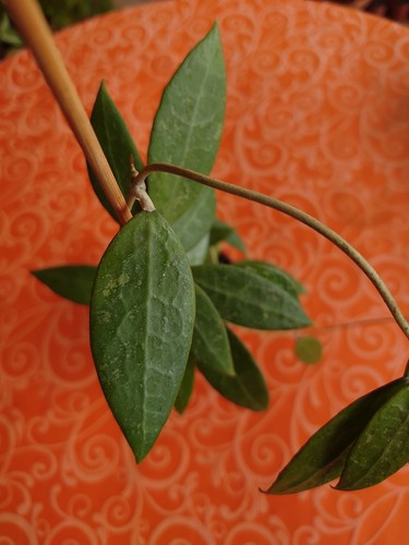 Hoya bogor - sp,