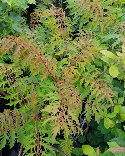 Rhus glabra laciniata - rhus, /