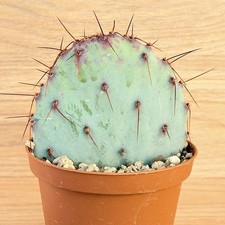 Opuntia violacea, pot 10 cm