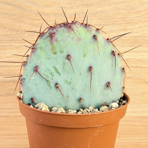 Opuntia violacea pot cm - pot,