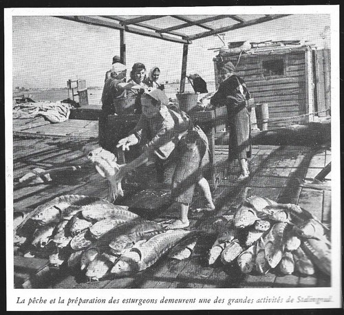 1948 russie stalingrad - , .