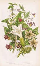 Fleurs De Datura Stramonium