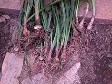 20 AMARYLLIS BULBS OR PUPS LIVE PLANT VARIOUS SIZES