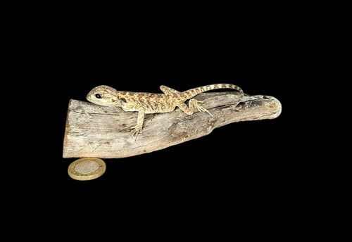 Taxidermy baby bearded dragon - taxidermy,
