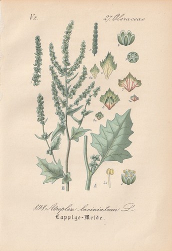 Chromolithographie antik - chromolithographie,
