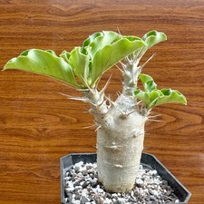 Pachypodium Saundersii