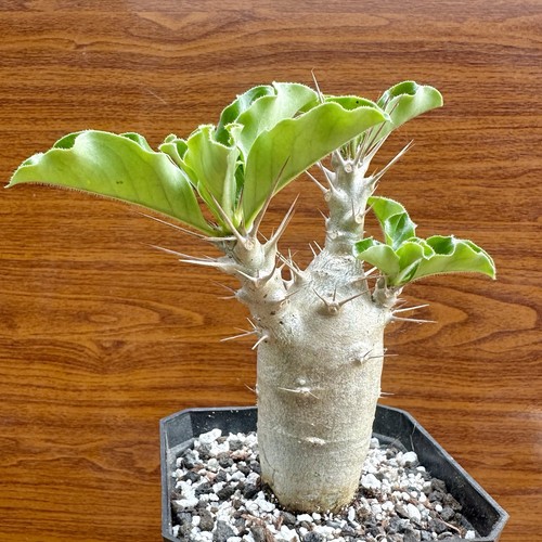 Pachypodium saundersii - pachypodium,