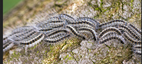 Insecticide pour eradiquer les - insecticide,