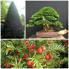 10 graines de Taxus baccata 