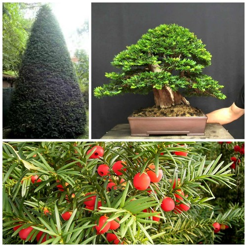 Graines taxus baccata - taxus,