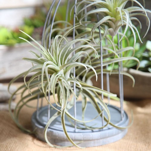 Pcs plantes artificielles - pcs,