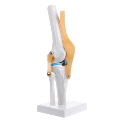 Humain anatomique genou - genou, joint