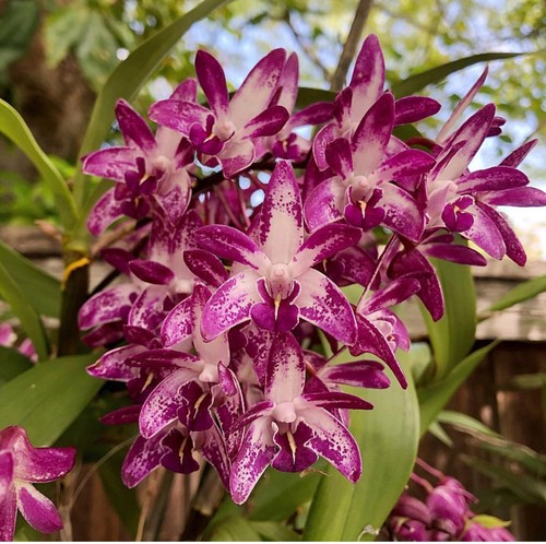 Dendrobium flinders grant - dendrobium,