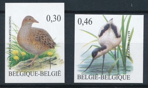 Belgique buzin oiseaux - belgique**buzin, oiseaux-rale